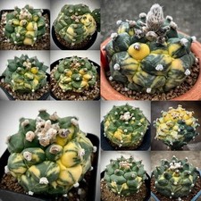 Astrophytum asterias Kikko