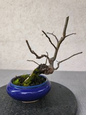 Apfel Bonsai - Malus -  Shohin