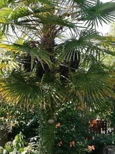 SAMEN winterhart exotisch