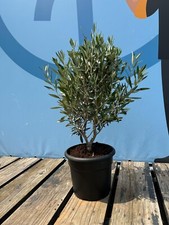 Olivenbaum Olea Europea in