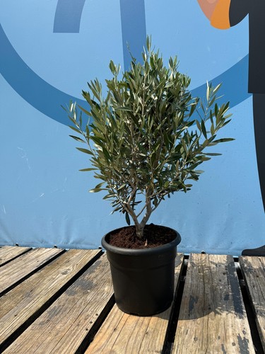 Olivenbaum olea europea - olea, in
