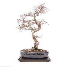 BONSAI Chinesische Ulme