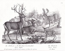 Hirsch Damhirsch deer Damwild