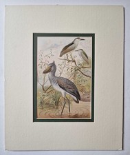 P.J. SMIT Night Heron &