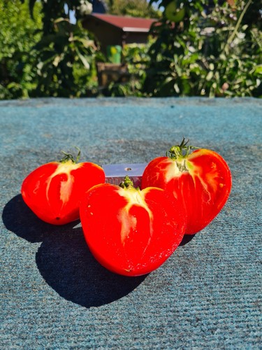 Tomatensamen vater rhein - tomatensamen,