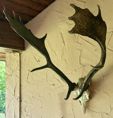 Damhirsch geweih - damhirsch,