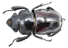 Lucanidae, Odontolabis