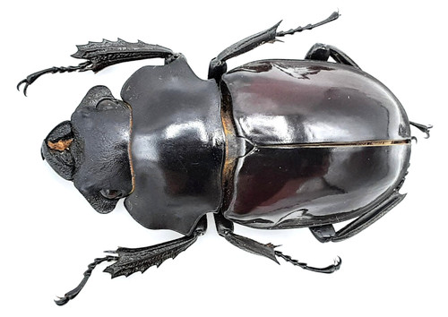 Lucanidae odontolabis - lucanidae,,