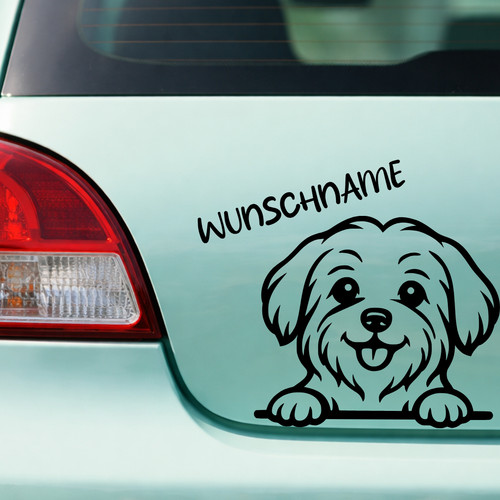 Malteser hund auto - auto, |