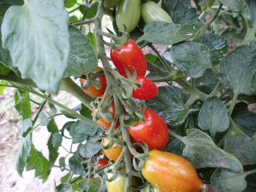 Tomatensamen sicilia mini - tomatensamen,