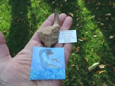 großer Zahn vom Plesiosaurus aus Marokko