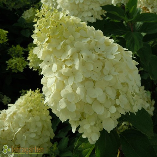 Rispen hortensie hydrangea - hortensie,