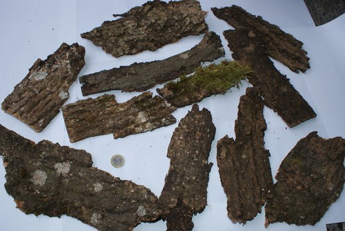 Baumrinde holzrinde kleine - baumrinde, (kleine