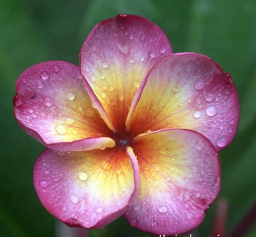 Frangipani plumeria million - plumeria,