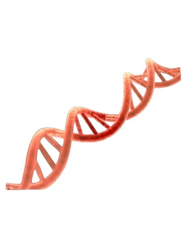 Ulmer utb biologie fachbuch - utb,