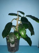 Hoya Villosa (Globulosa) große Pflanzen.