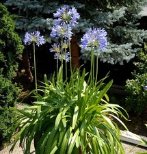 Liebesblume schmucklilie - liebesblume,