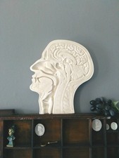 Gipsguss anatomischer Kopf / Büste Skulptur, dekorativ antik Ausschlachten