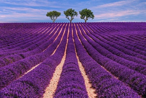 Samen blumen saatgut - samen,