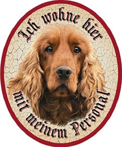 Hund cocker spaniel - hund, +