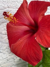 Hibiskus Camdenii Pflanzen Hochstamm geflochten (3 Pflanzen in EINEM)  