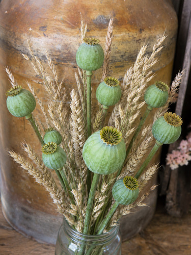 Frische mohnkapseln 5 - frische,