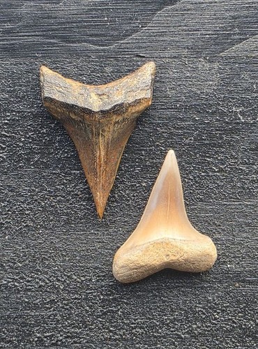 Set aus kleinen zähnen des - aus,