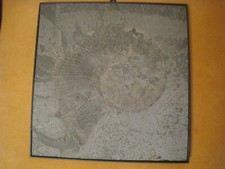 Ammonit Versteinerung Wandbild 31 x 30 cm Fossil Schieferplatte Holzmaden