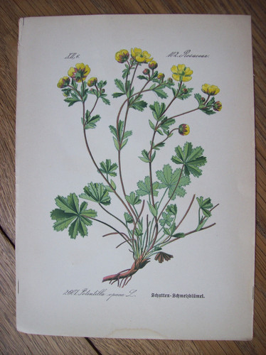 Antike chromo lithographie - antike, chromo-lithographie