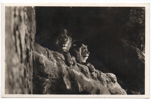 Foto löwen carl hagenbecks - ak,