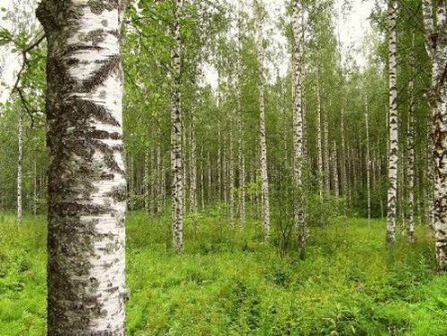 500 birkensamen birke betula - 500, birke,