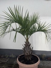 Butia Odorata Capitata Geleepalme