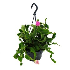 Epiphyllum guatemalense var