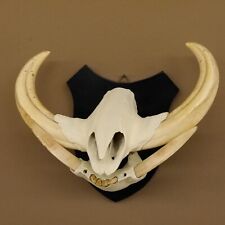 Warzenschwein Keiler Gewaff