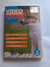 Jack russel hund - jack,