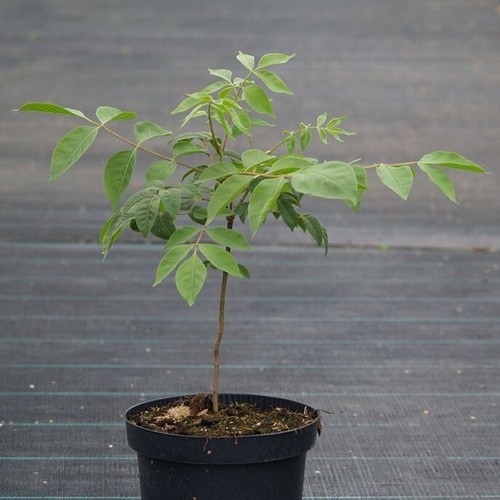 Bienenbaum euodia hupehensis - bienenbaum,
