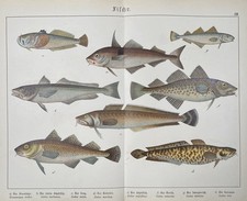 Antique Graphic Fauna: Fish
