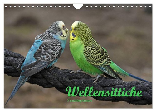 Terminplaner wellensittiche - terminplaner,