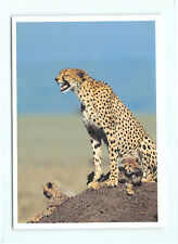1 AK Gepard Cheetah Kleinkatze Raubkatze Raubtier 7 !!! **