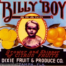 Tampa Florida Billy Boy Orange
