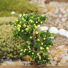 Zitronen Baum Strauch Garten