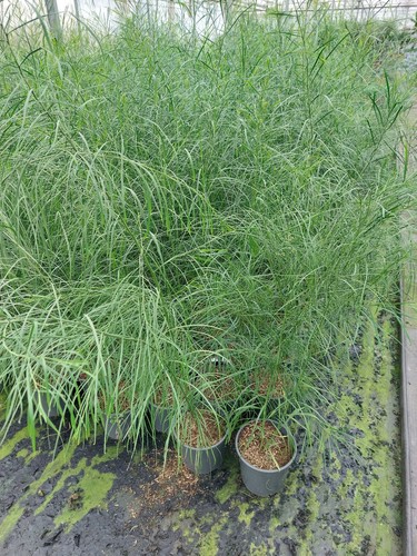Immerblühende akazie acacia - immerblühende,