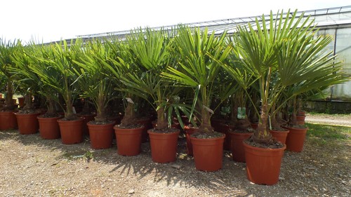 Palme 120 150 cm - xl,