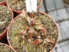 2x Dionaea muscipula "Pink