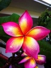 8000206 Frangipani Plumeria 1