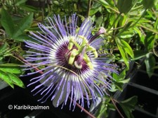 Passionsfrucht Passiflora