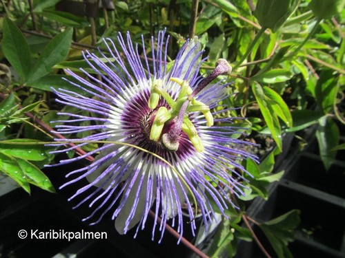 Passionsfrucht passiflora - passionsfrucht,