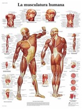 3B Scientific VR3118UU Anatomisches Poster "Die menschliche Musculatur", Einheit