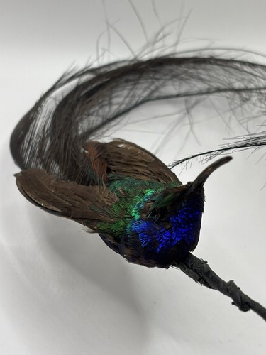 Seltener kolibri - kolibri,