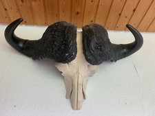 Liebhaberstück! Wandtrophäe